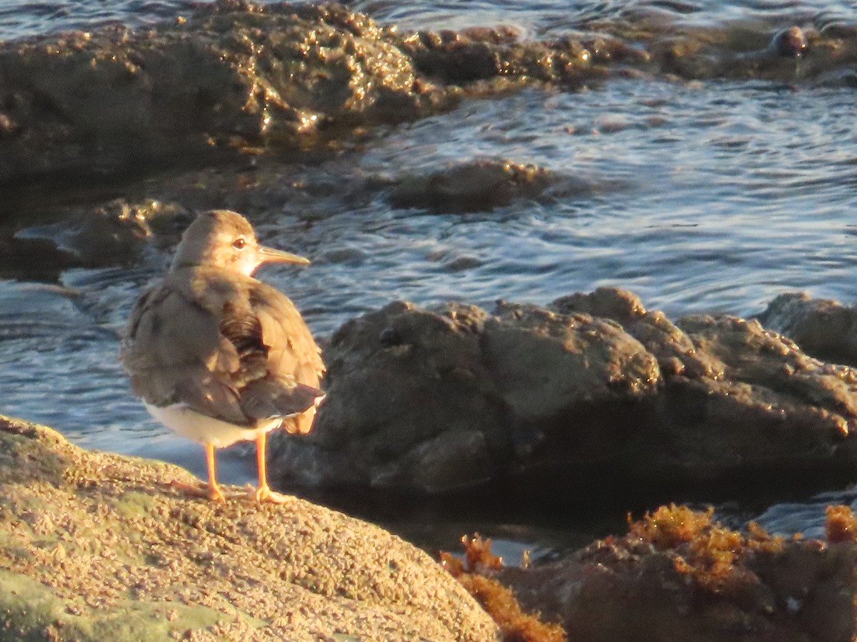 Benekli Düdükçün - ML652497982