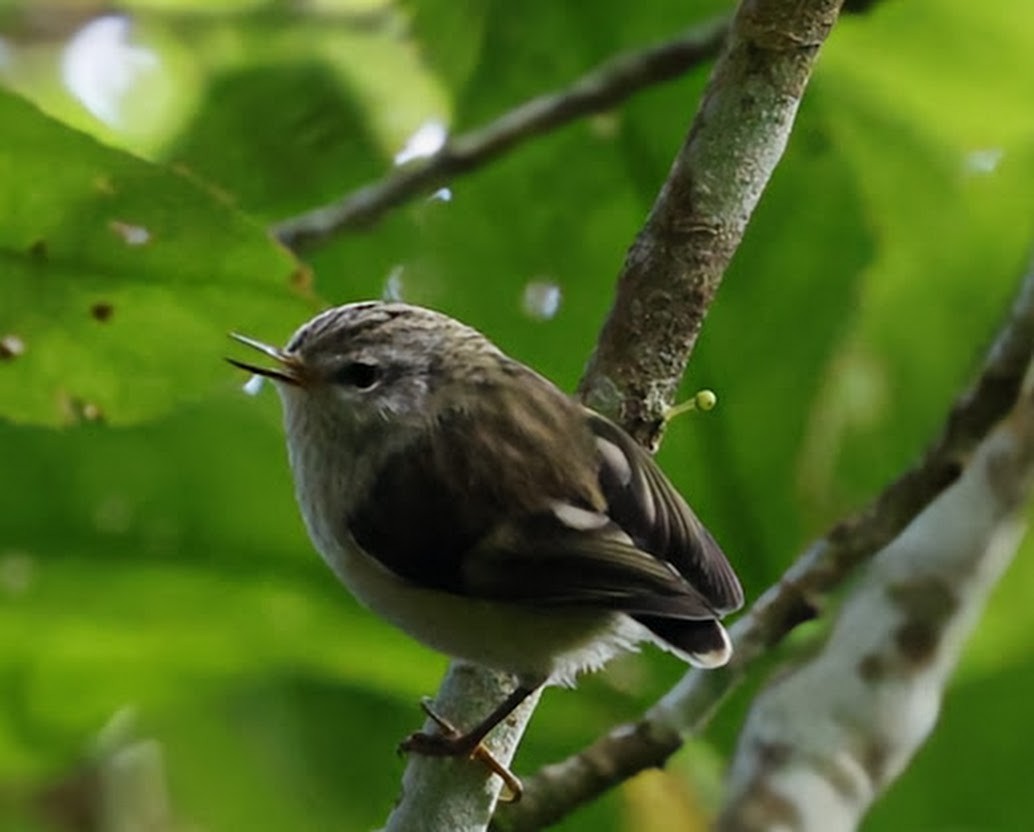 Rifleman - ML652498130