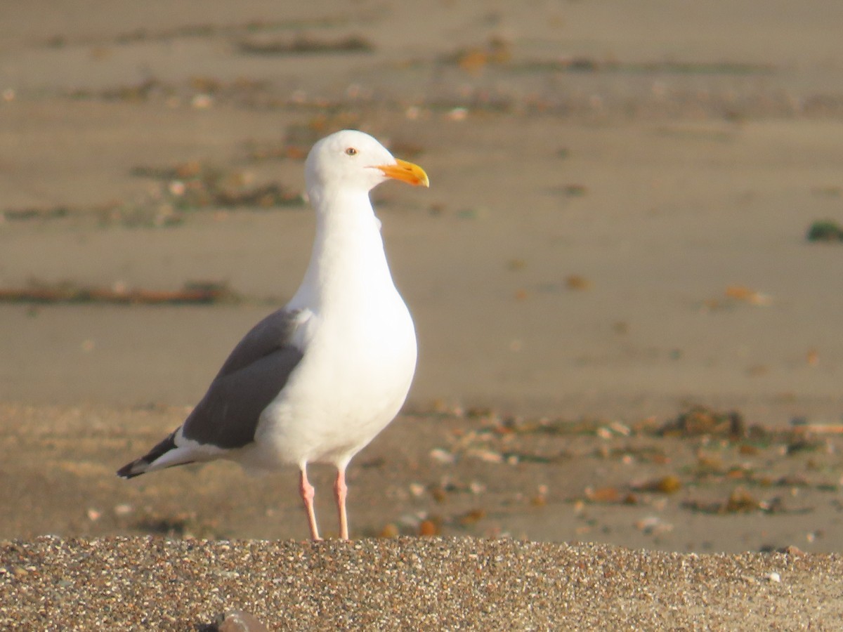 Batı Amerika Martısı - ML652498131