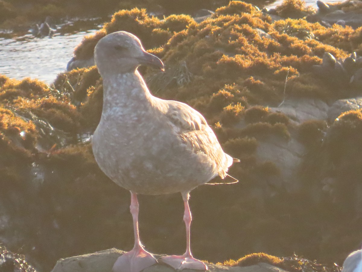 Batı Amerika Martısı - ML652498132