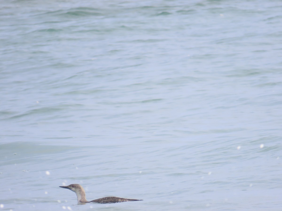 Kızıl Gerdanlı Dalgıç - ML652498146