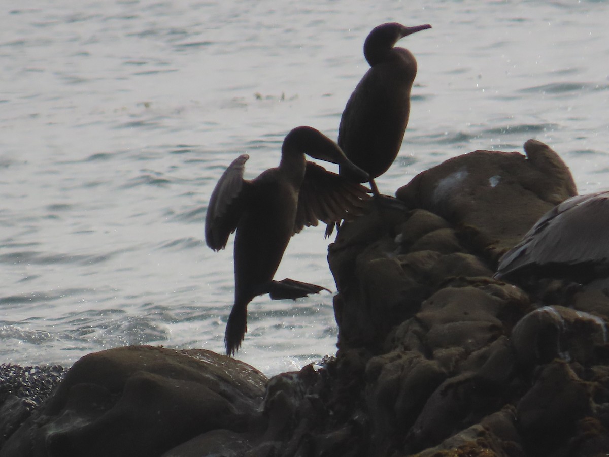 Brandt Karabatağı - ML652498175