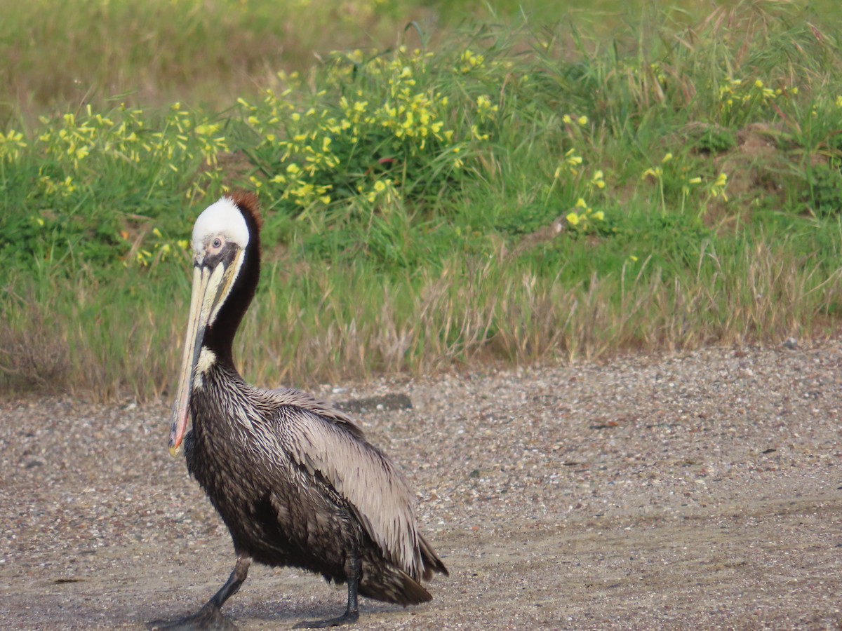 Kahverengi Pelikan - ML652498203