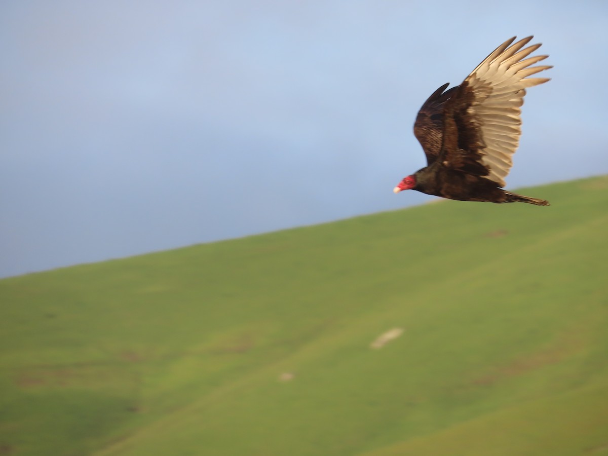 Hindi Akbabası - ML652498223