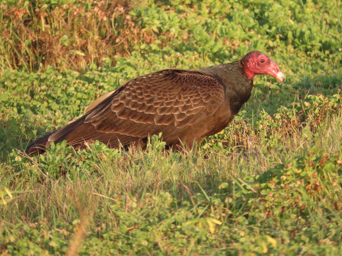 Hindi Akbabası - ML652498224