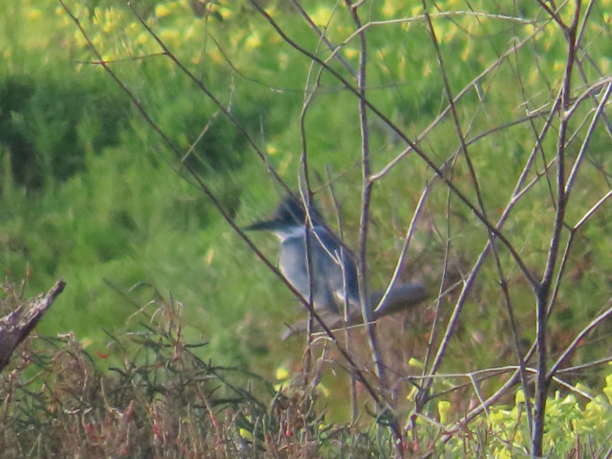 Kuşaklı Yalıçapkını - ML652498231