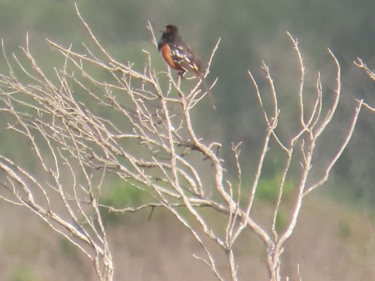 Benekli Tovi - ML652498238