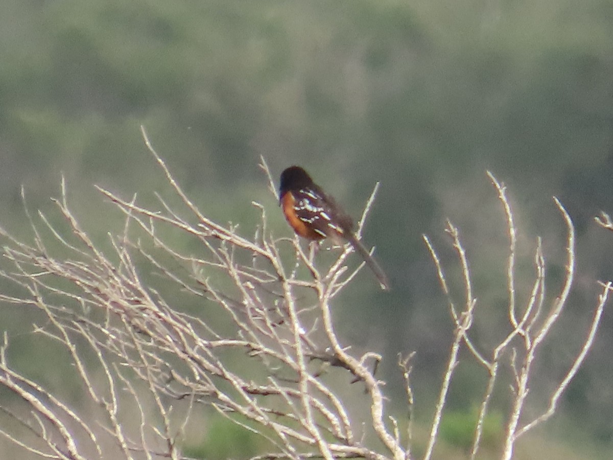 Benekli Tovi - ML652498239