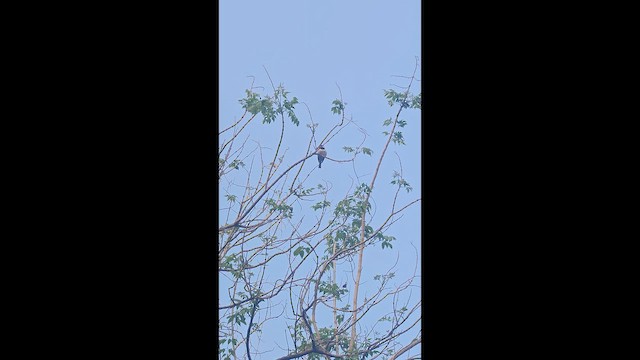 House Sparrow - ML652498451