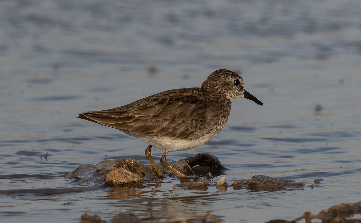 Побережник-крихітка - ML652498560