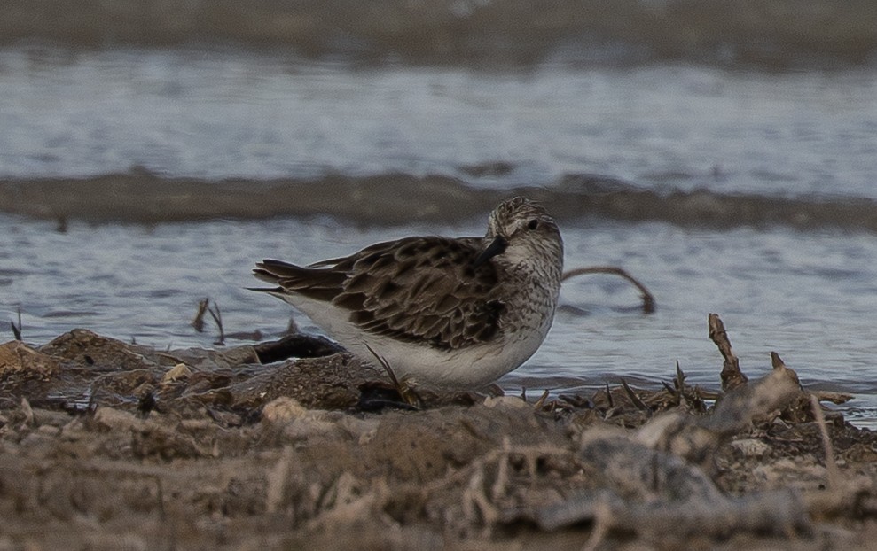 Побережник-крихітка - ML652498561
