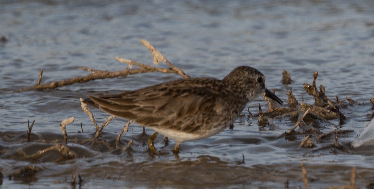 Побережник-крихітка - ML652498562