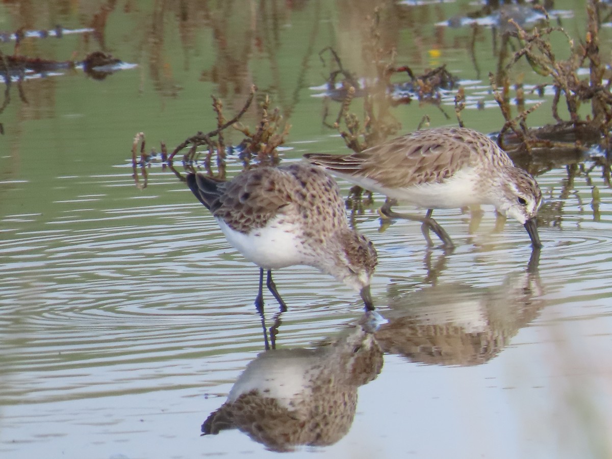 Alaska Kumkuşu - ML652498578