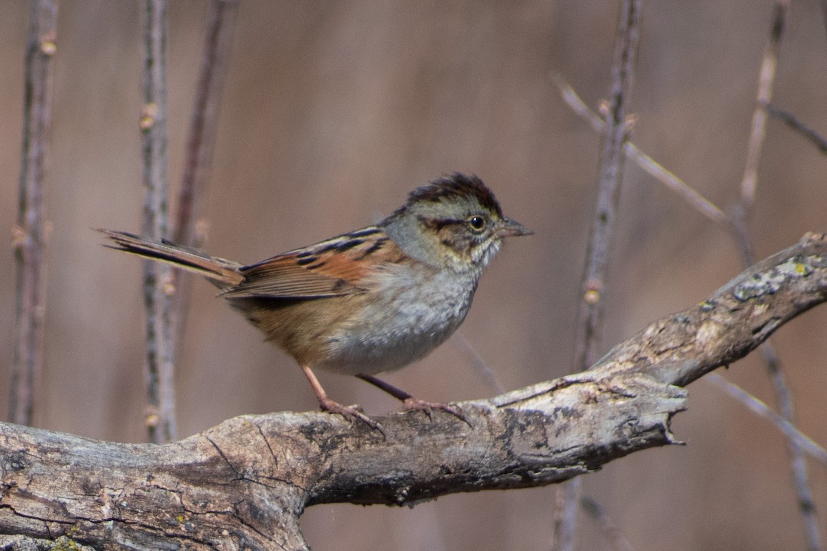 Болотная зонотрихия - ML652498684