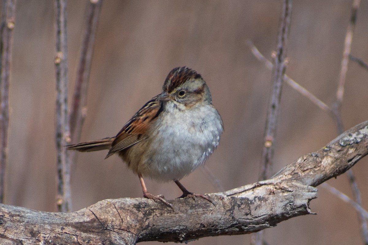 Болотная зонотрихия - ML652498685