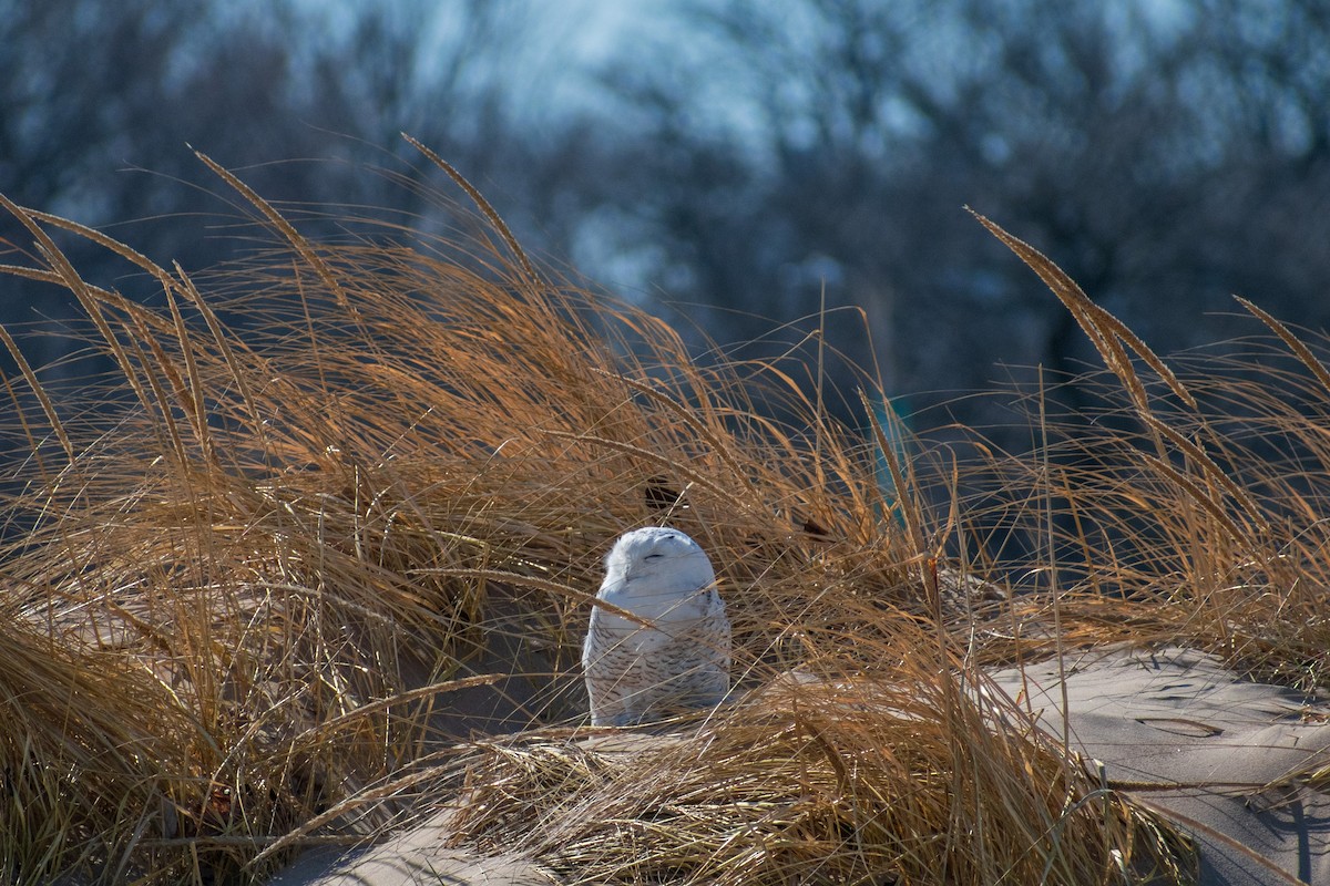 Белая сова - ML652498721