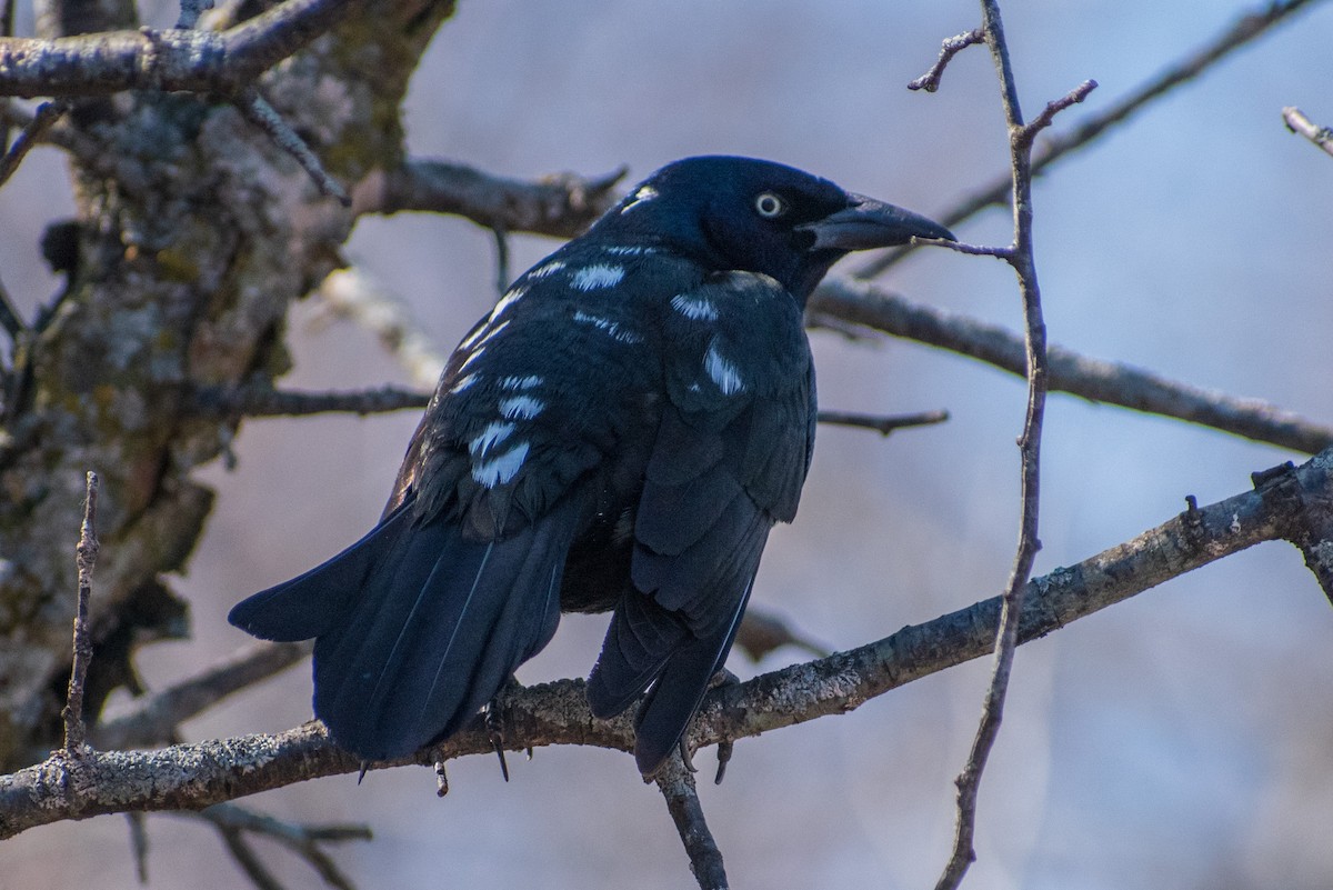 Пурпурный гракл - ML652498747