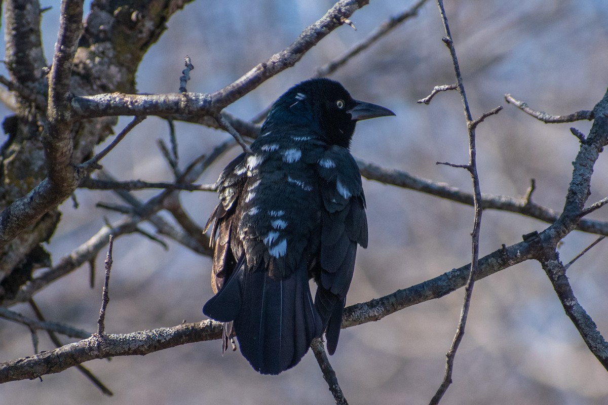 Пурпурный гракл - ML652498748