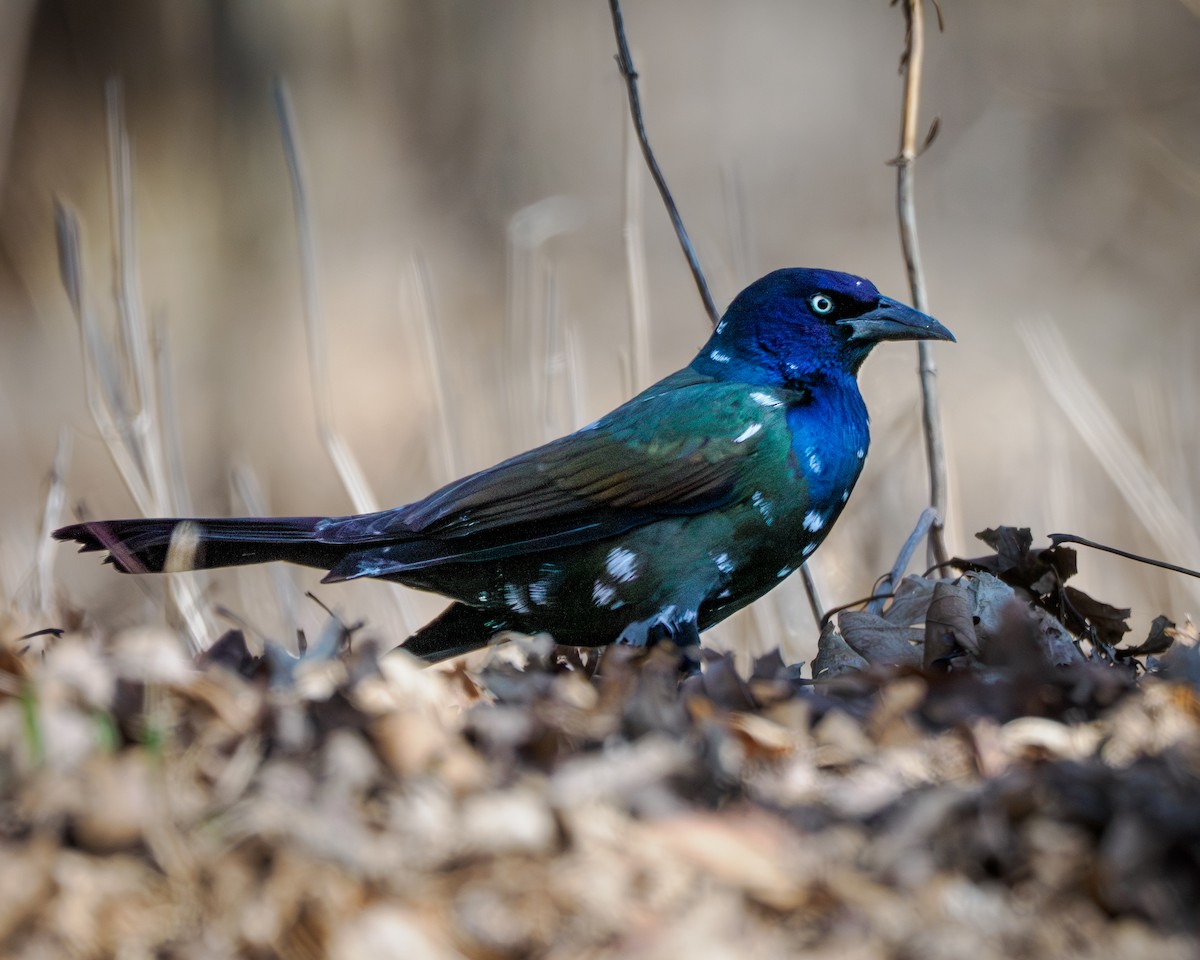 Пурпурный гракл - ML652499298