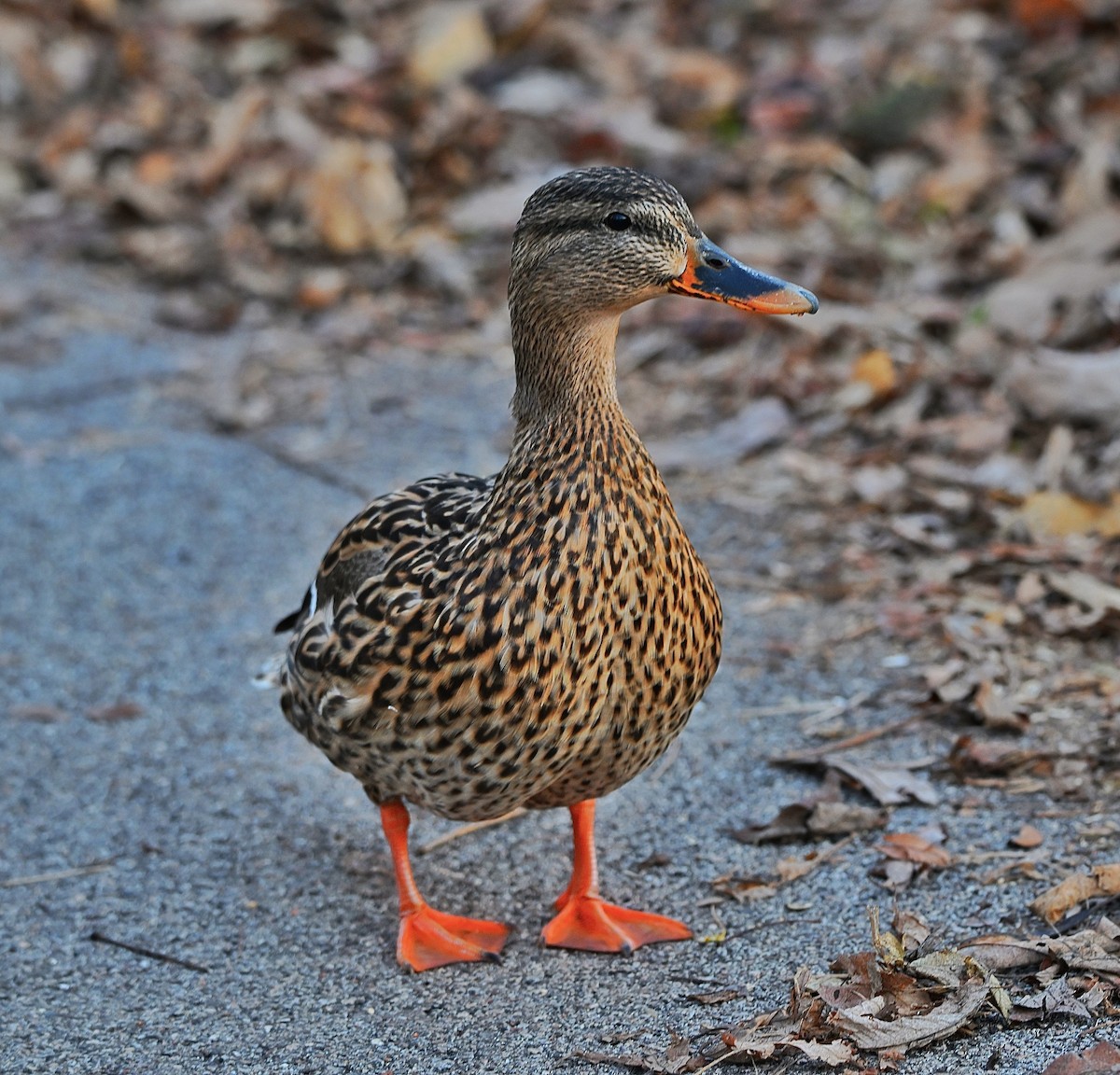 Кряква - ML652499354