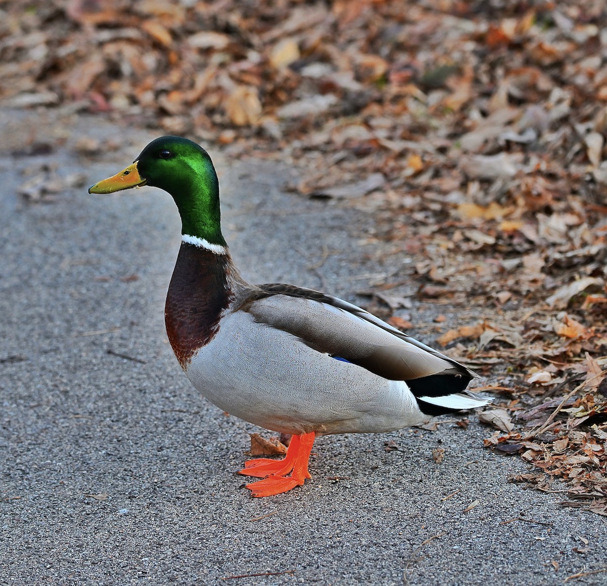 Кряква - ML652499355