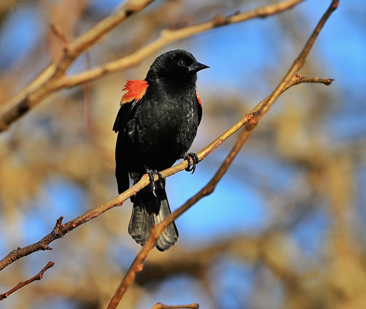 Красноплечий трупиал - ML652499373