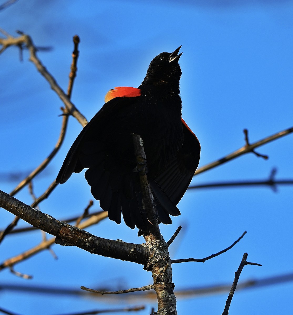 Красноплечий трупиал - ML652499374