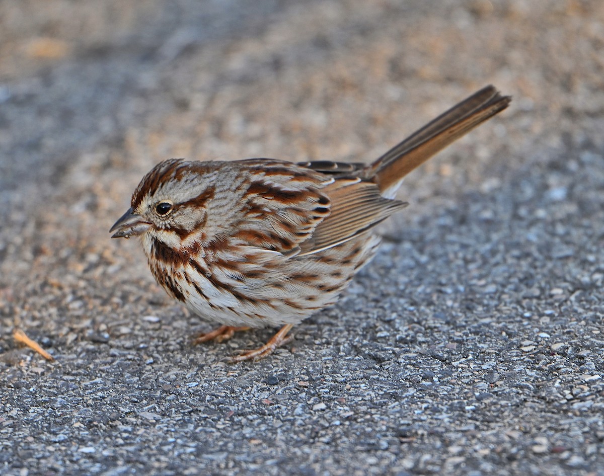 Певчая овсянка - ML652499382