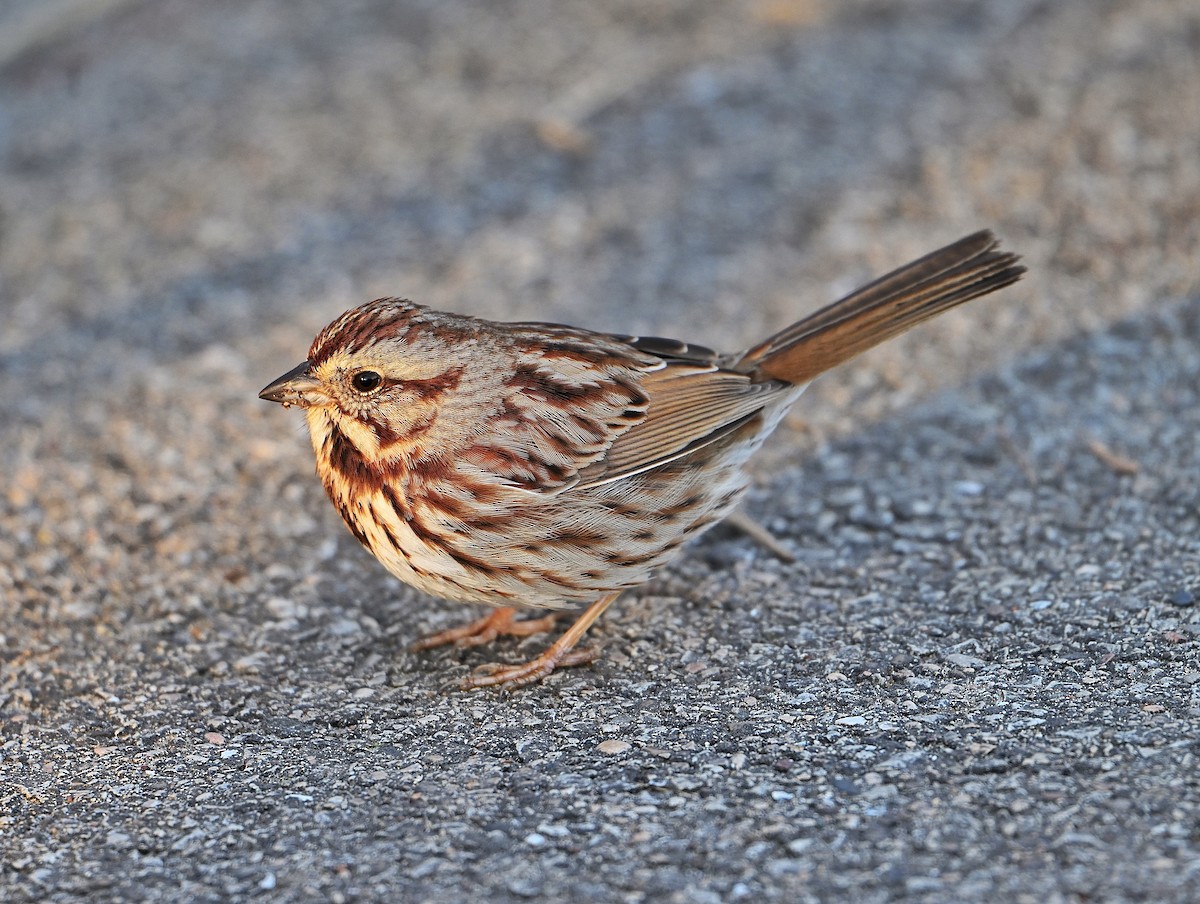Певчая овсянка - ML652499383