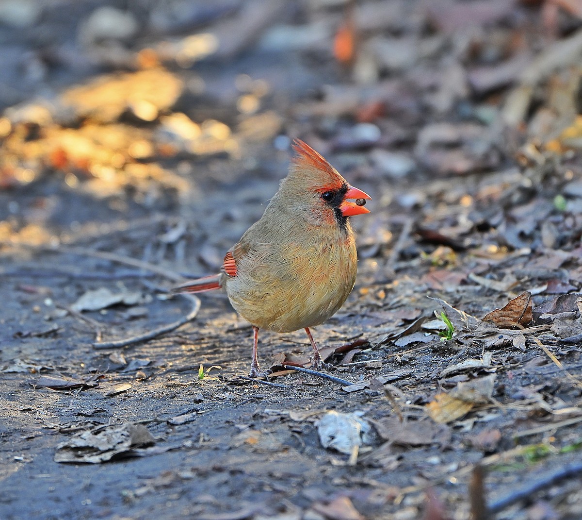 Красный кардинал - ML652499397