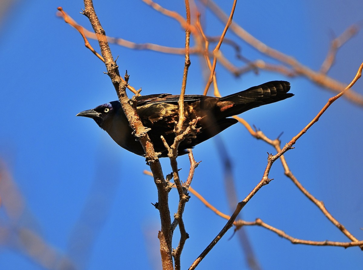 Пурпурный гракл - ML652499406