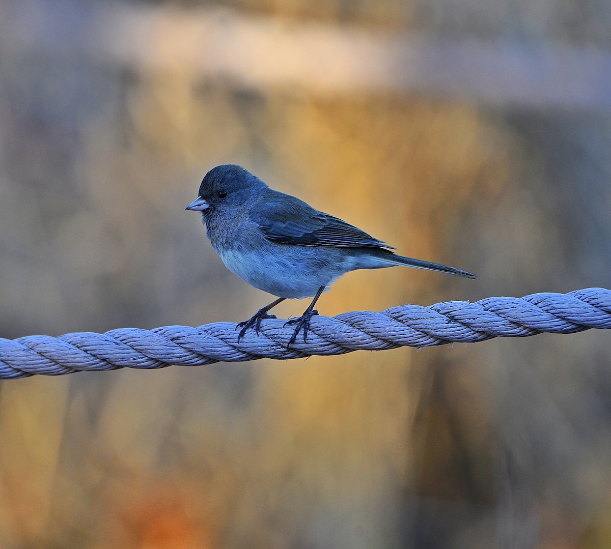 Серый юнко - ML652499417