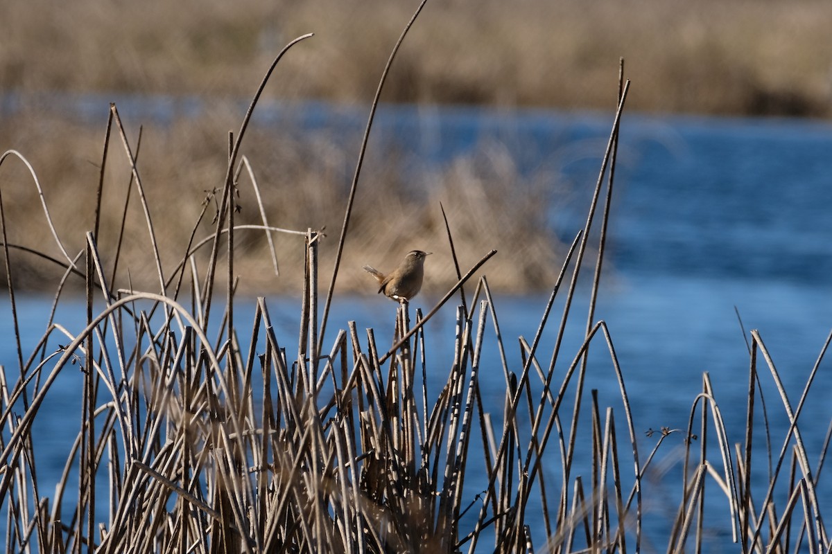 Bataklık Çıtkuşu - ML652499638