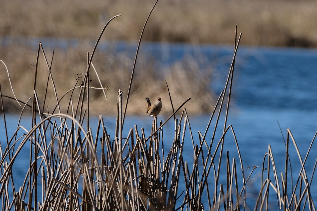 Bataklık Çıtkuşu - ML652499640
