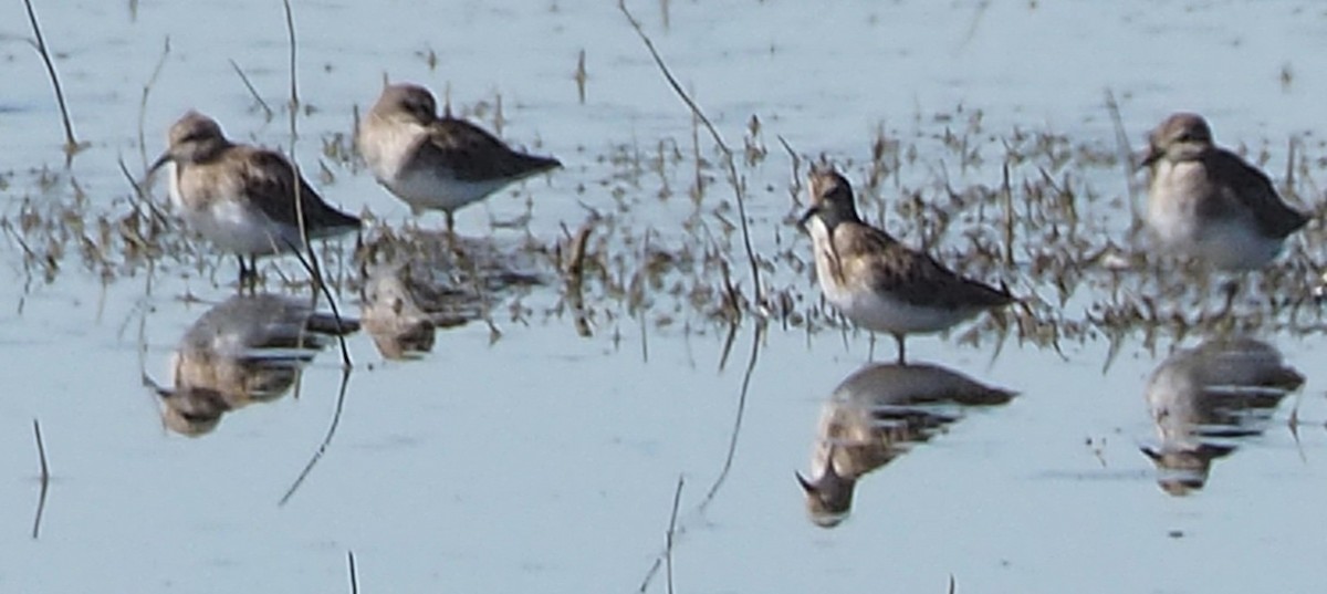 Побережник-крихітка - ML652500081