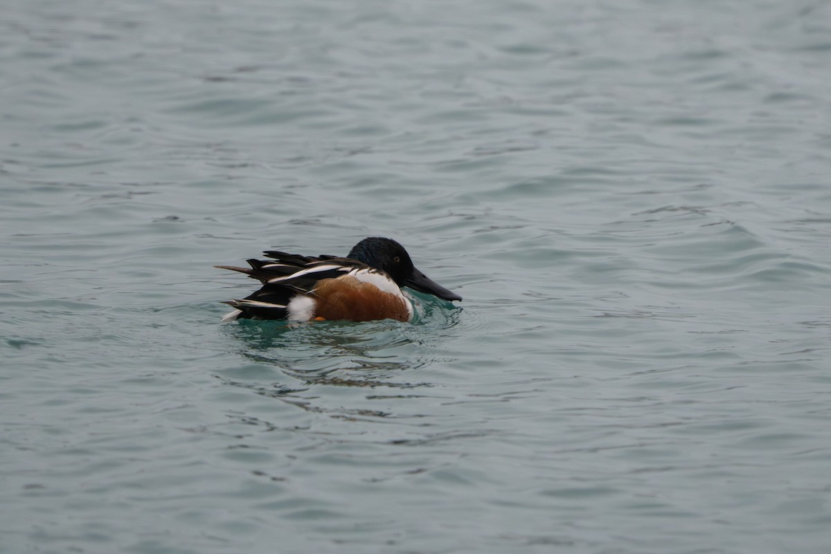 Широконоска - ML652500088