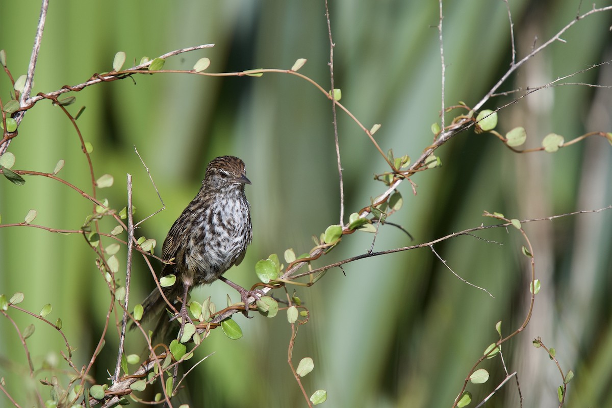New Zealand Fernbird - ML652500152