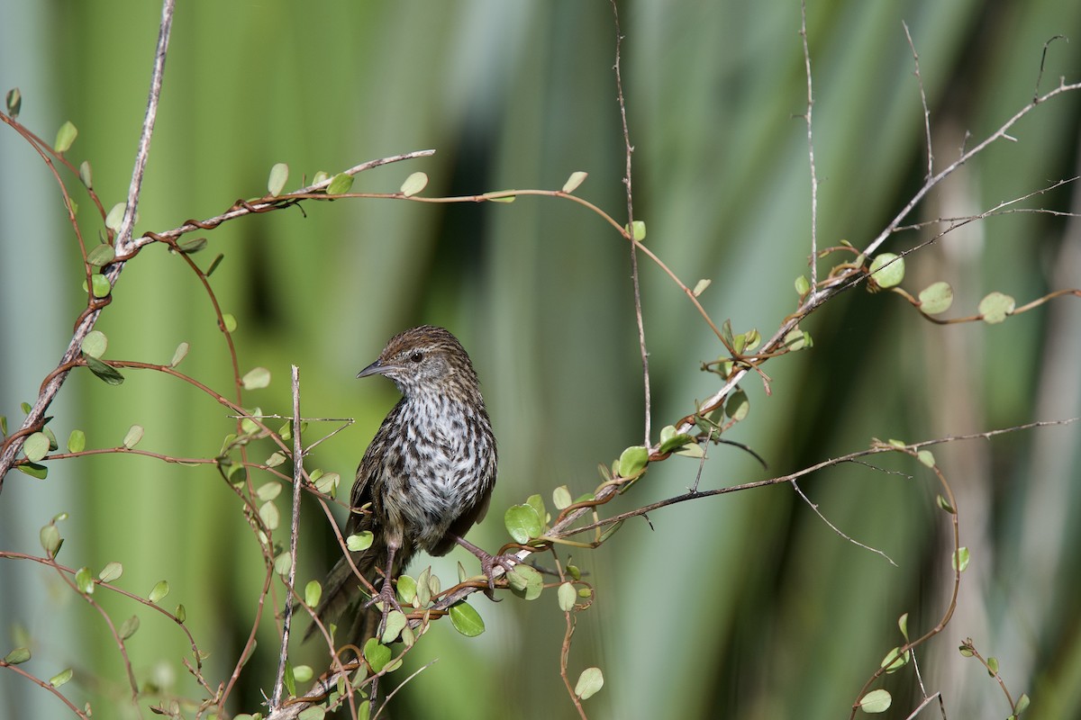 New Zealand Fernbird - ML652500153