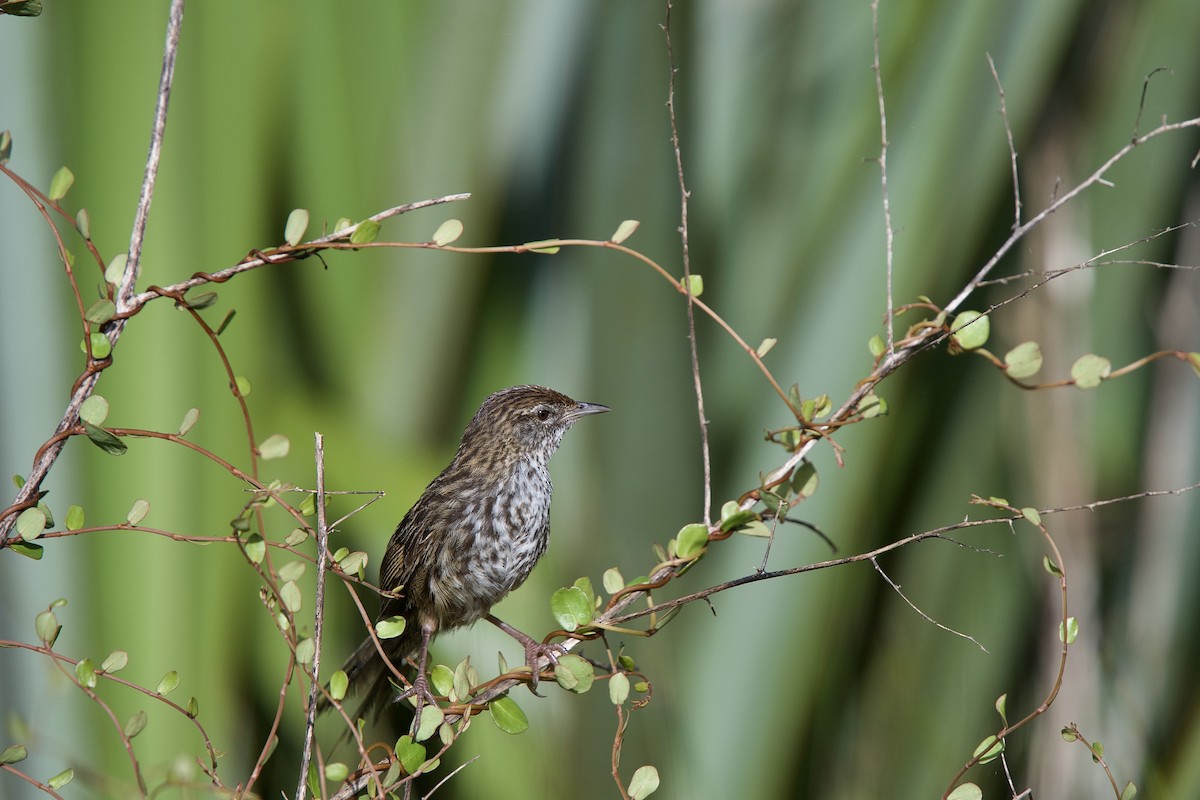 New Zealand Fernbird - ML652500195