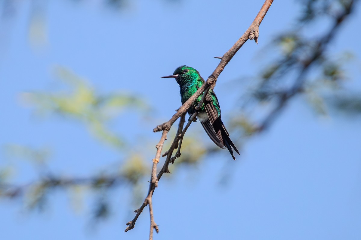 kolibřík portorický - ML652500375