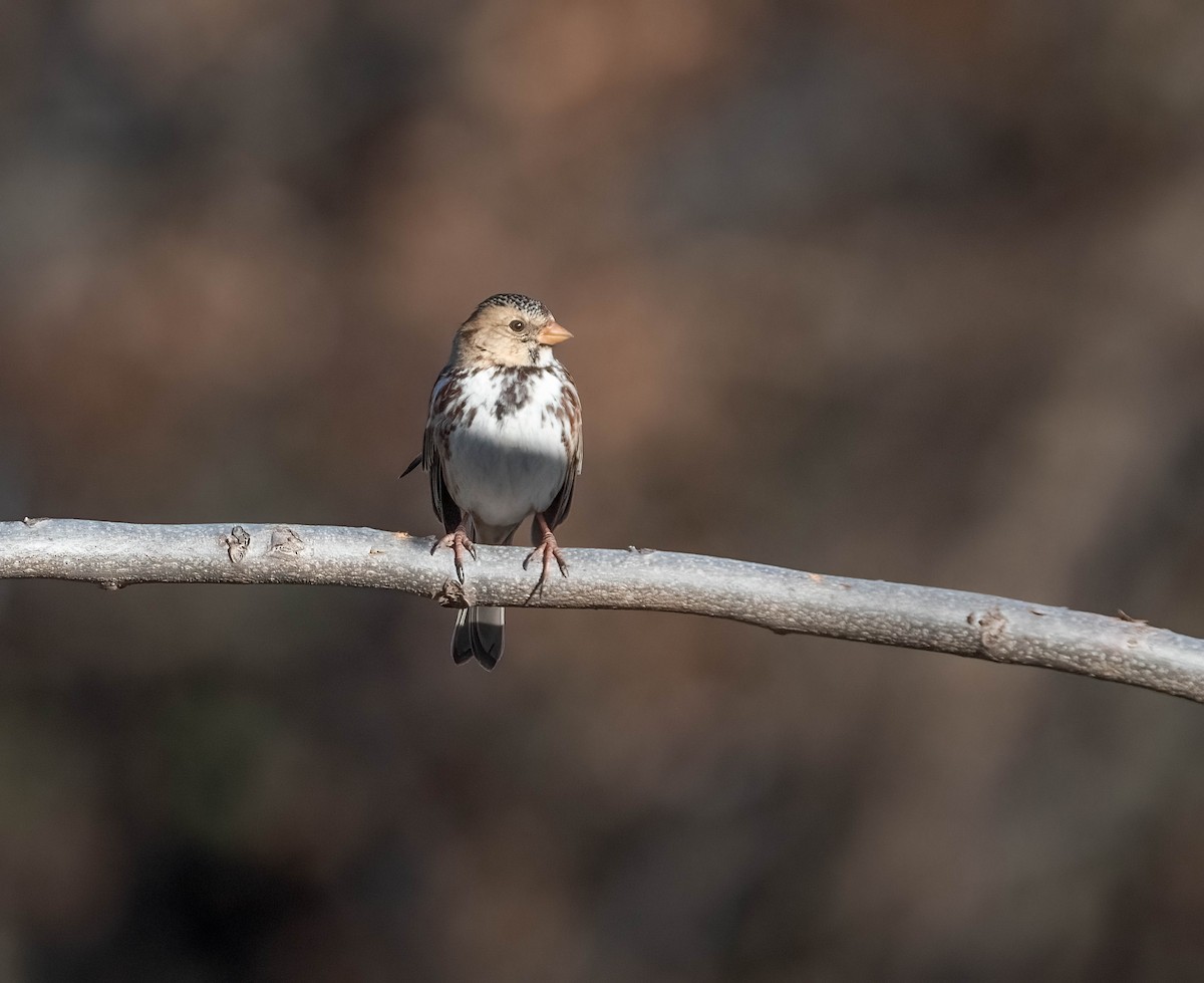 Harris's Sparrow - ML652500464