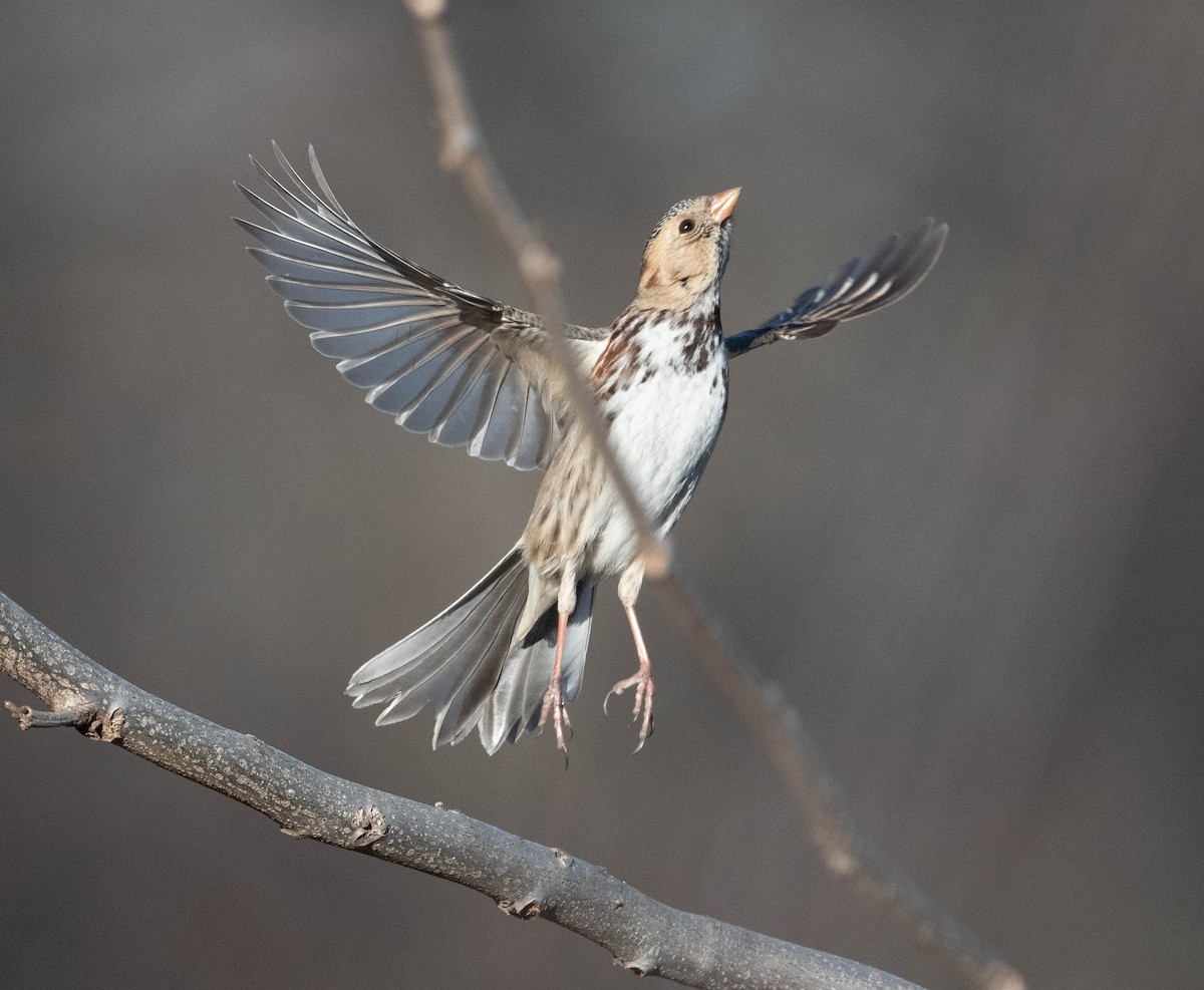 Harris's Sparrow - ML652500465