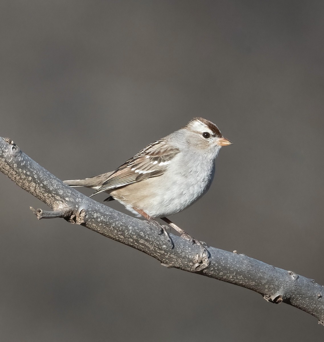 White-crowned Sparrow - ML652500515
