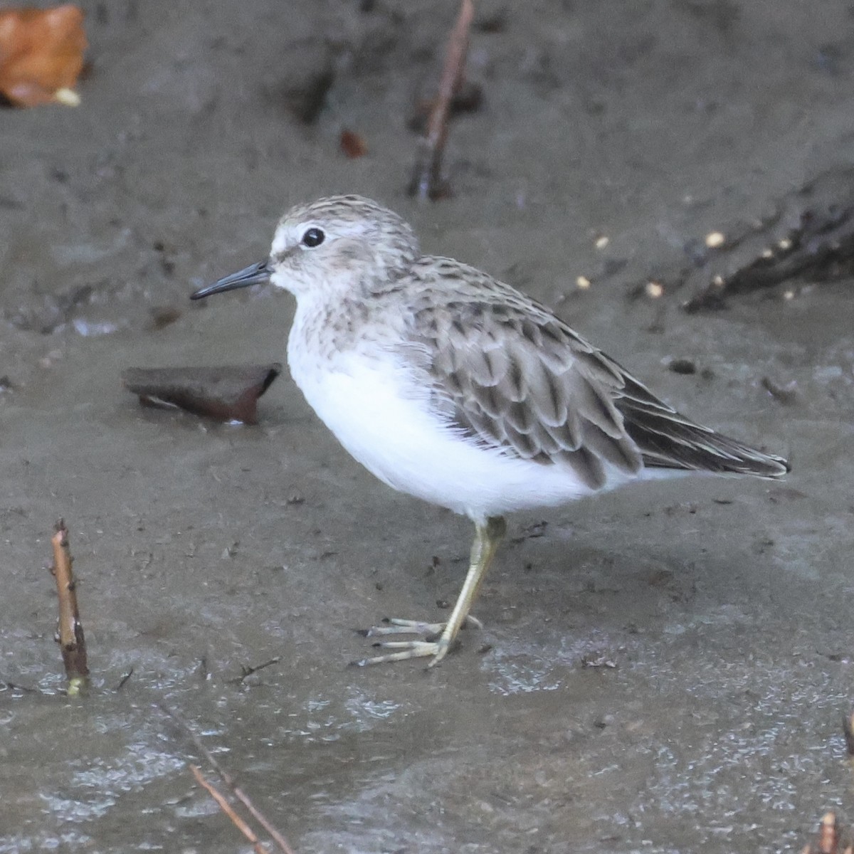 Побережник-крихітка - ML652500553