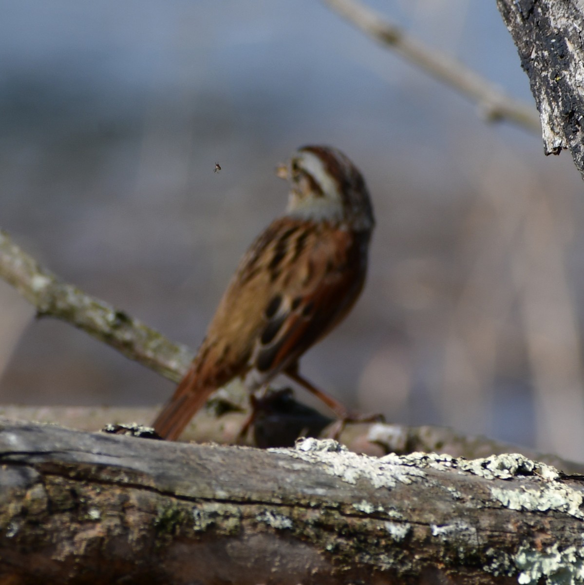 Swamp Sparrow - ML652500666