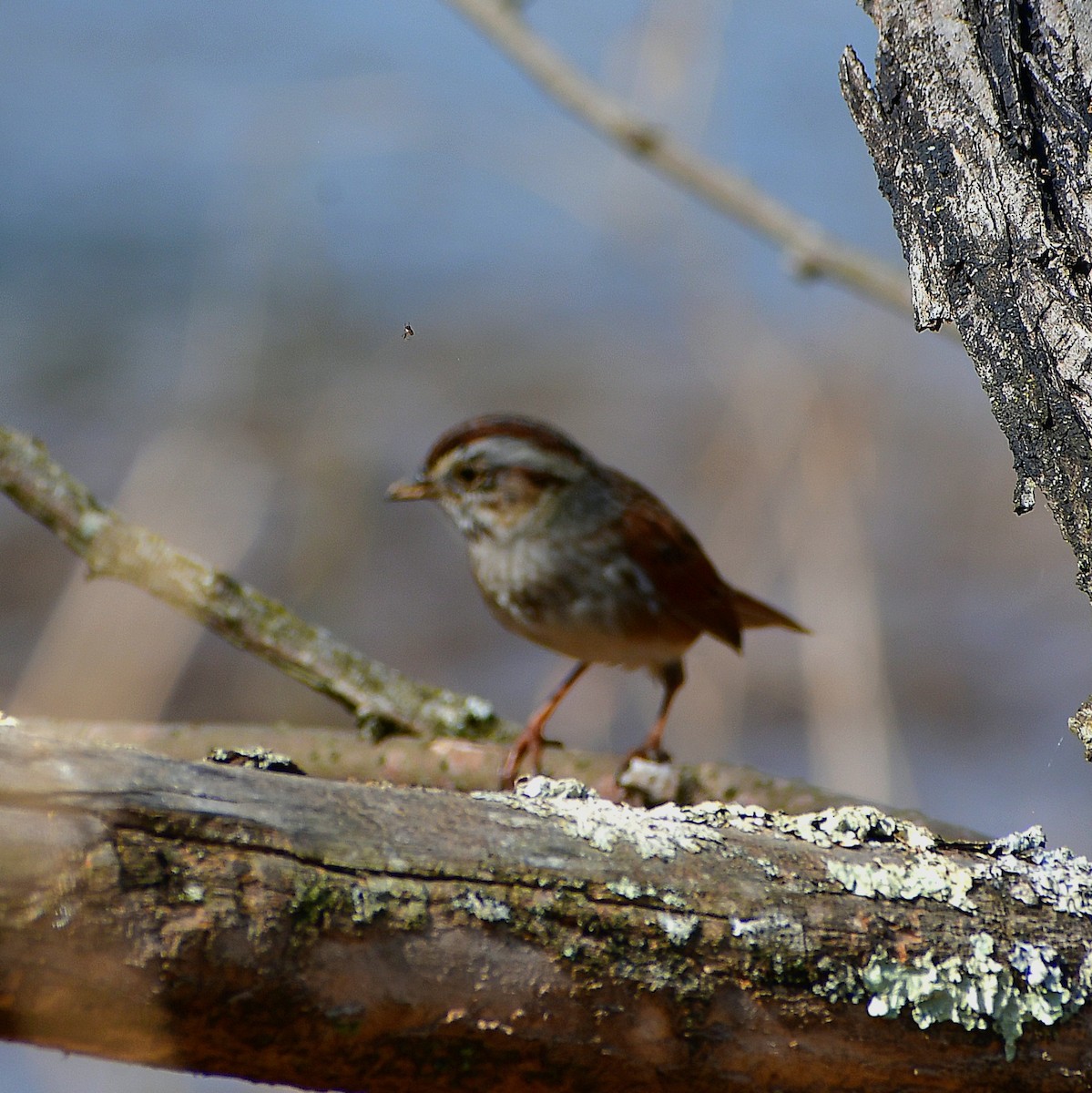 Swamp Sparrow - ML652500668