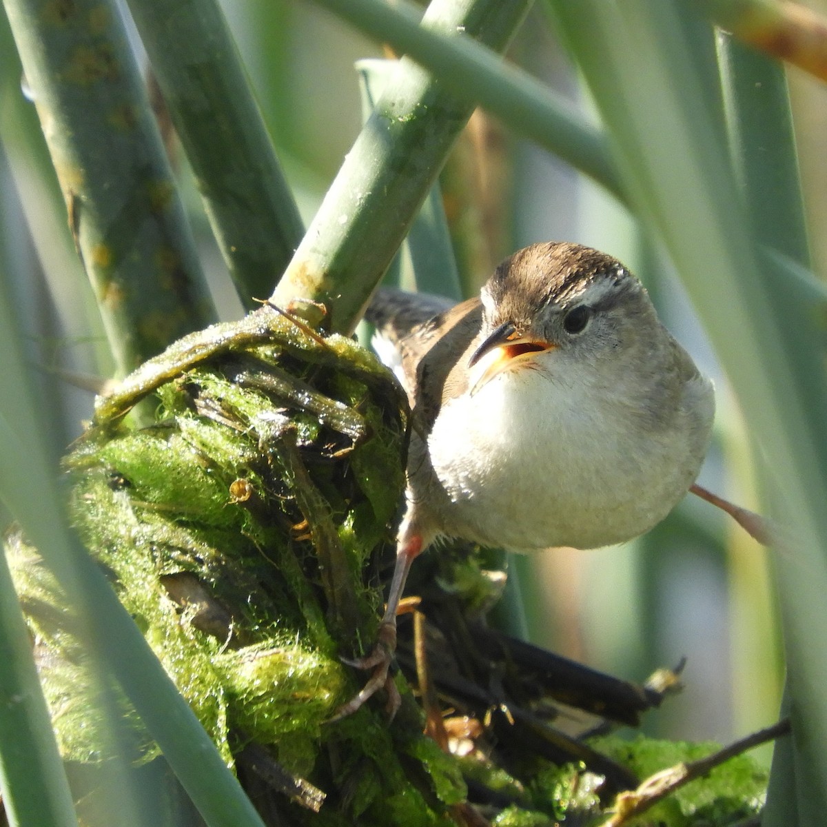 Bataklık Çıtkuşu - ML652500807