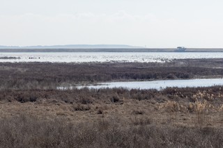 Poplar Island (access by guided tour only), Talbot, Maryland, United ...
