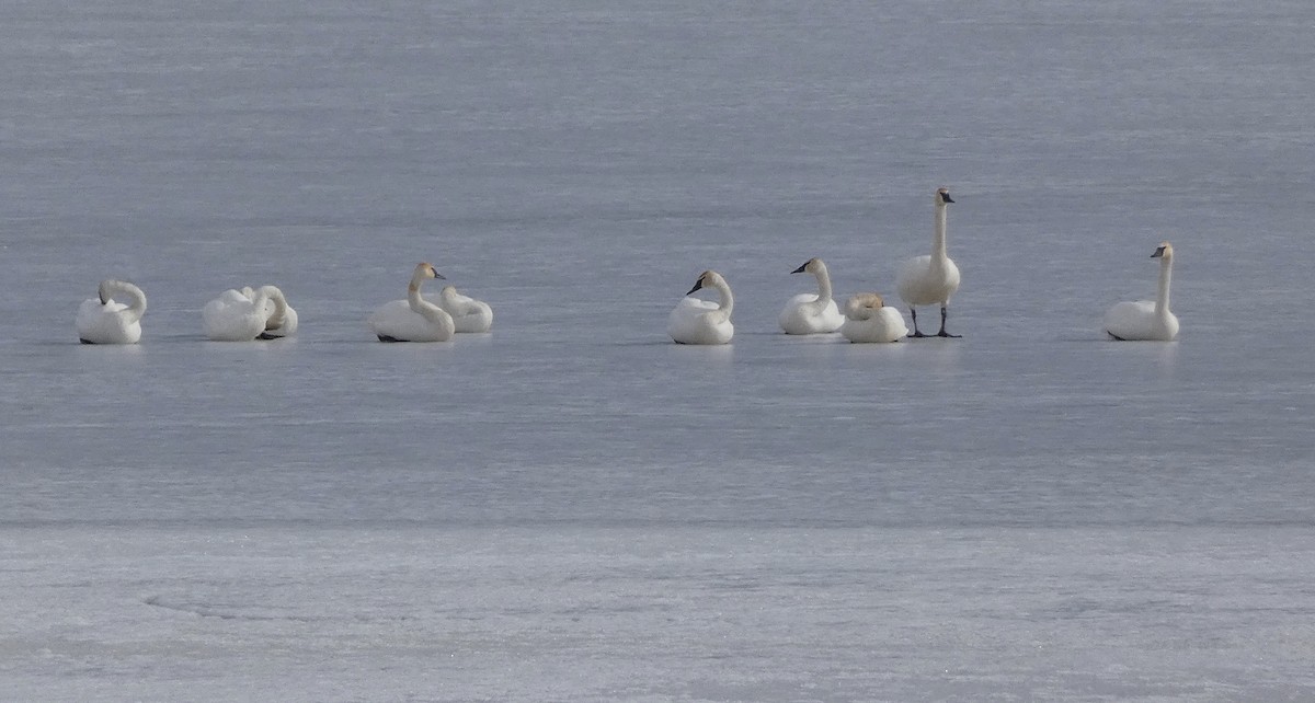 Borazancı Kuğu - ML652501221