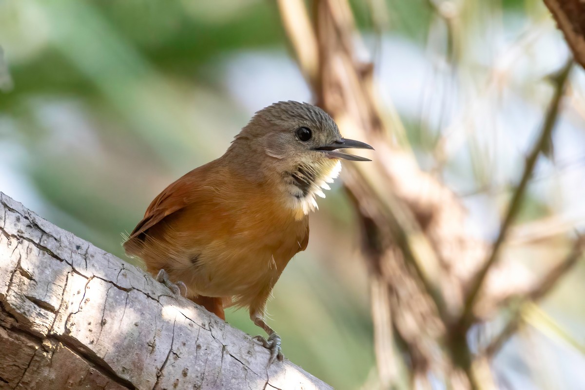 White-lored Spinetail - ML652501697